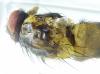Phaonia subventa